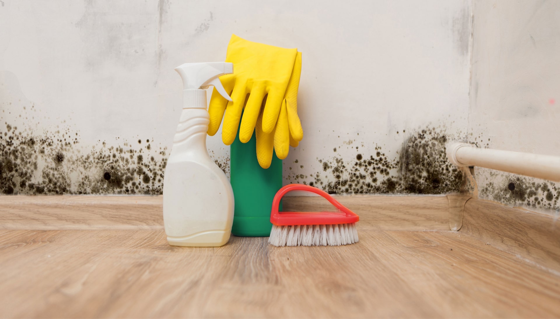 Know About Mold Removal In Syracuse