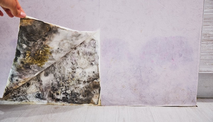 Mold Remediation and Removal Services in Syracuse